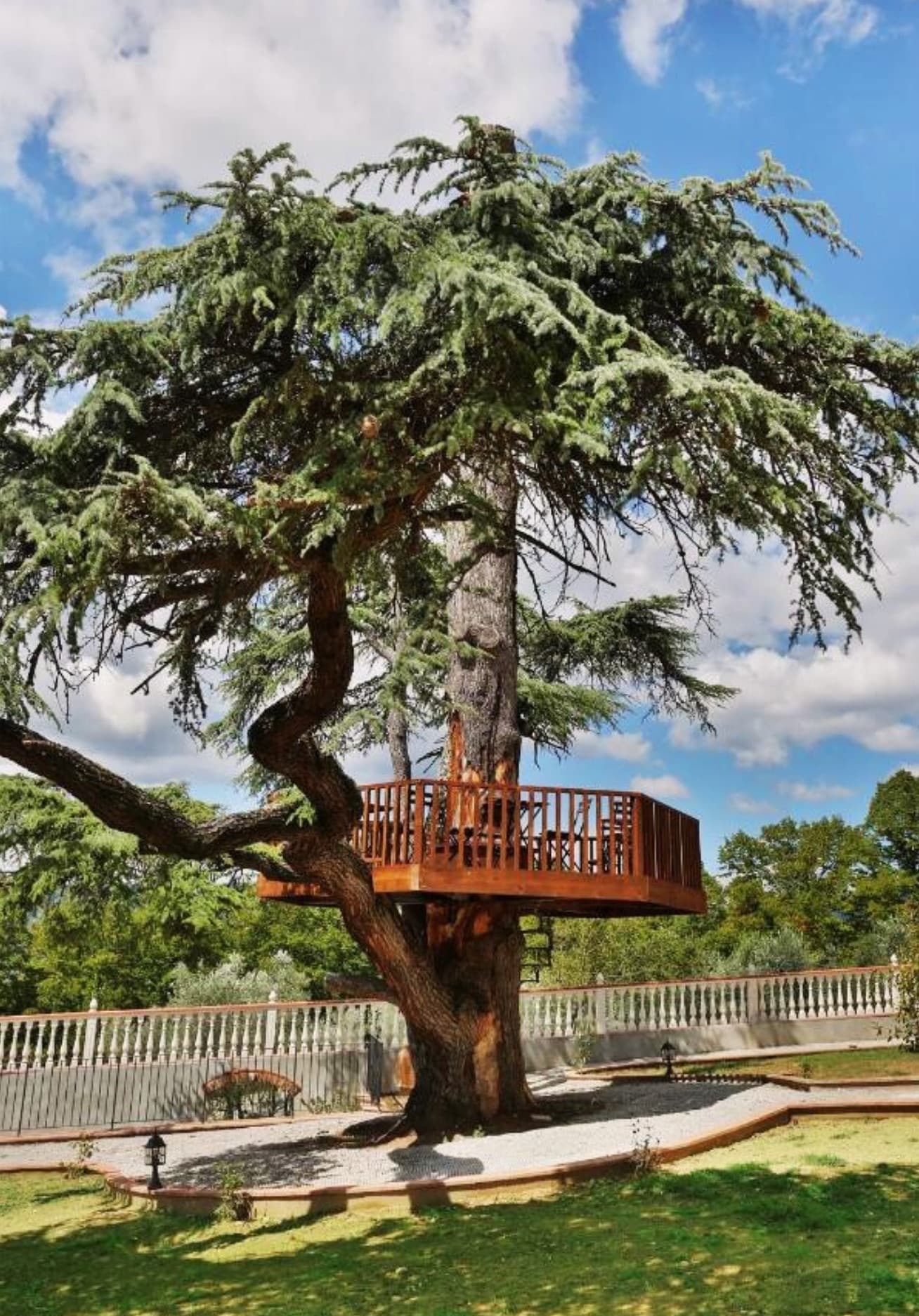 Olive grove and cypresses in the Tuscan landscape